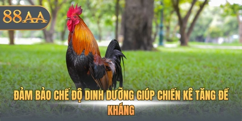 Đảm bảo chế độ dinh dưỡng giúp chiến kê tăng đề kháng