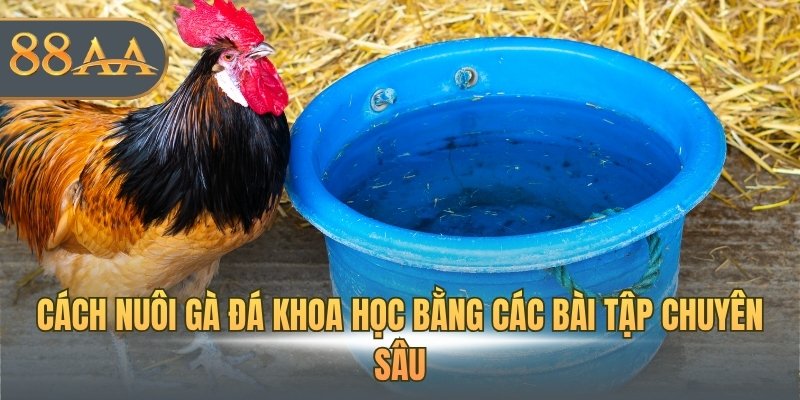 Cách nuôi gà đá khoa học bằng các bài tập chuyên sâu