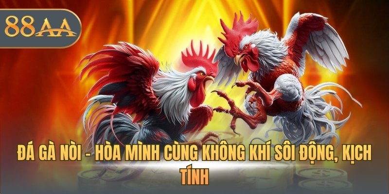 Đá gà nòi - Hòa mình cùng không khí sôi động, kịch tính