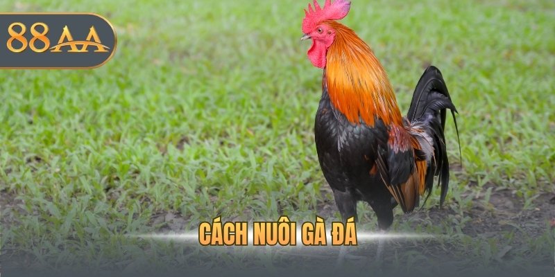 Cách nuôi gà đá